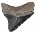 Juvenile Megalodon Tooth - Serrated #61722-1